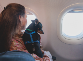 travelling-with-pets