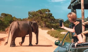 wildlife-tours
