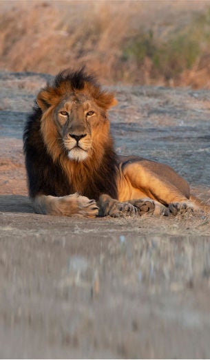 Gir Wildlife Sanctuary