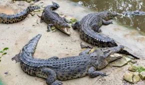 crocodile-park