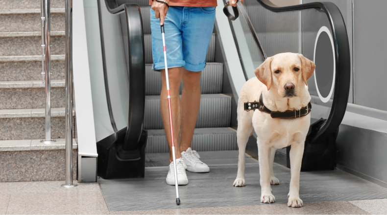 Flying with a Service Dog